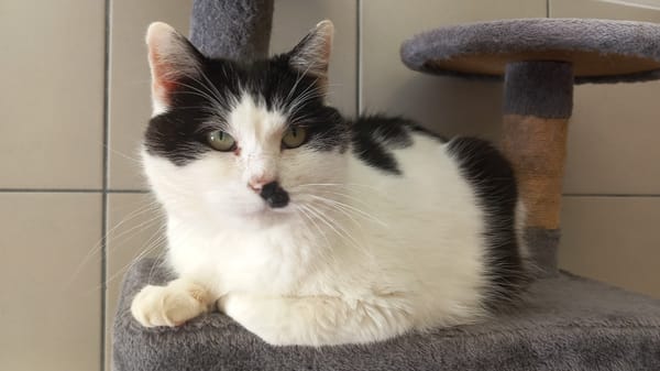 DEADPOOL QCT (a trouvé sa famille)