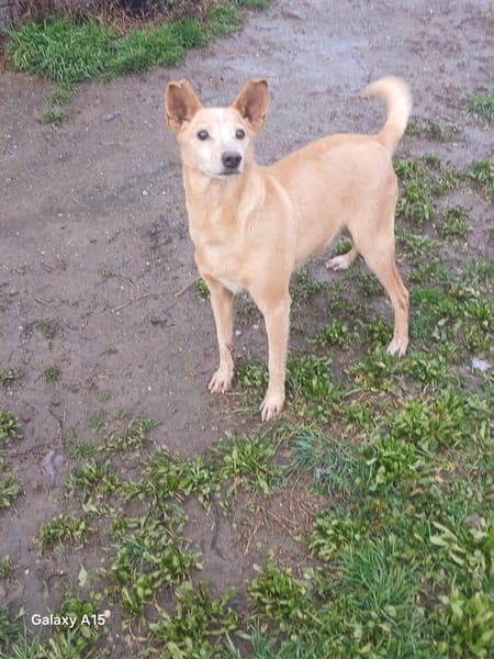 TOBIA URGENTE ADOZIONE DEL CUORE