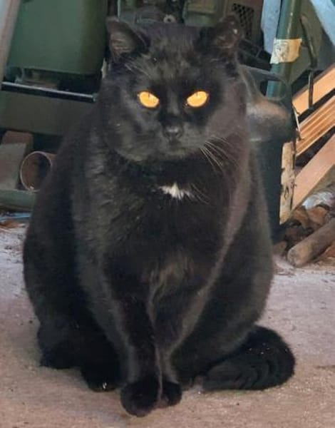 Fidelio braucht eine Familie!