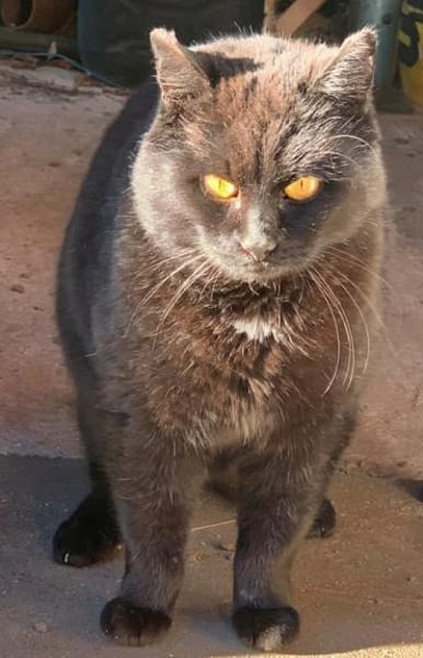 Fidelio braucht eine Familie!