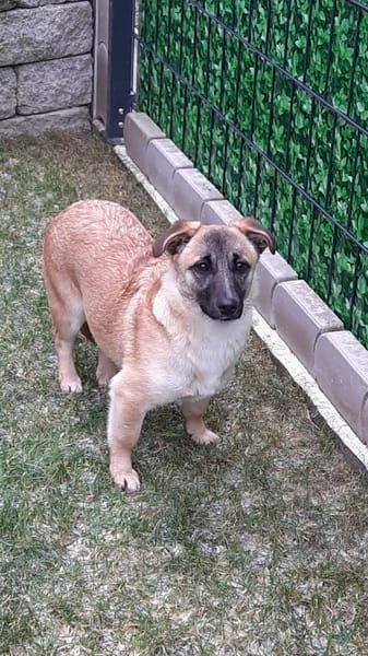 🌸 Violet  kleines Mädchen