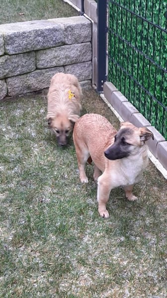 🌸 Violet  kleines Mädchen