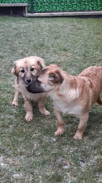 🌸 Violet  kleines Mädchen