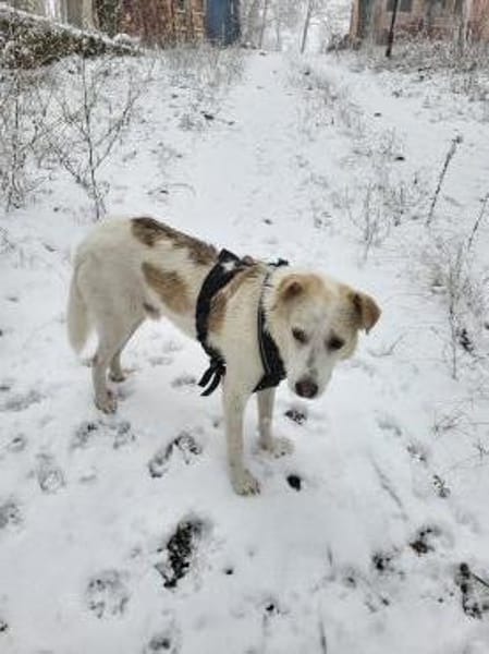 Aufpasser, Schmusebär, Frechdachs..