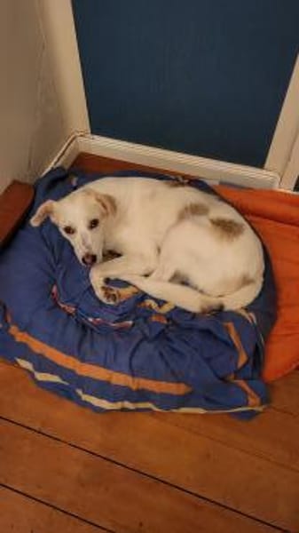 Aufpasser, Schmusebär, Frechdachs..