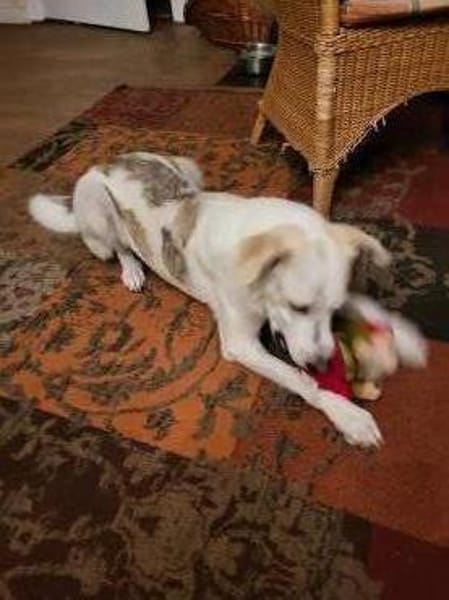 Aufpasser, Schmusebär, Frechdachs..