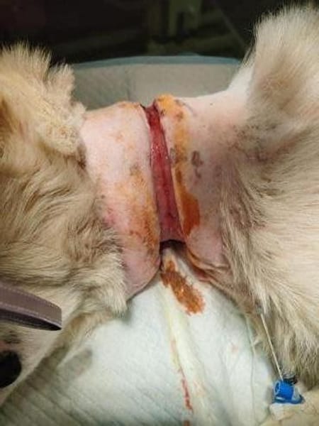 Aufpasser, Schmusebär, Frechdachs..