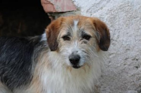 Tusko - zutraulich u. sehr lieb