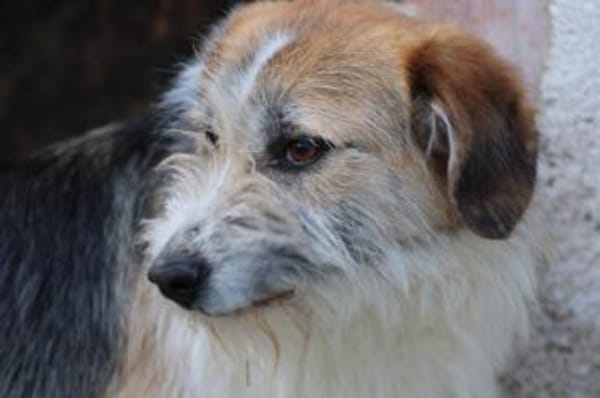 Tusko - zutraulich u. sehr lieb