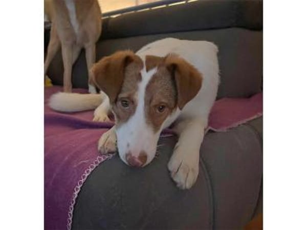 Betty - wartet in 91077 Neunkirchen