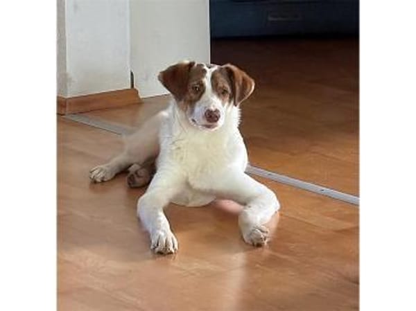 Betty - wartet in 91077 Neunkirchen