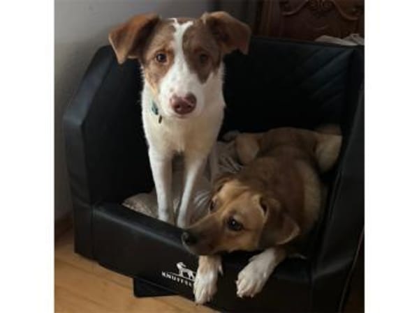 Betty - wartet in 91077 Neunkirchen