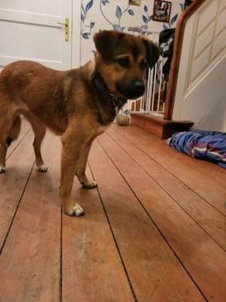 Süße,  menschenbezogene Bamby