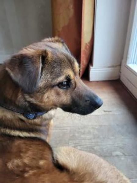 Süße,  menschenbezogene Bamby