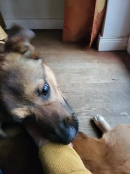 Süße,  menschenbezogene Bamby