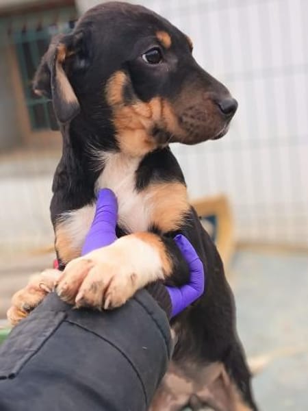 Ranci wurde im Karton ausgesetzt