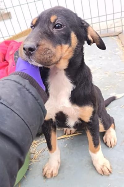 Ranci wurde im Karton ausgesetzt