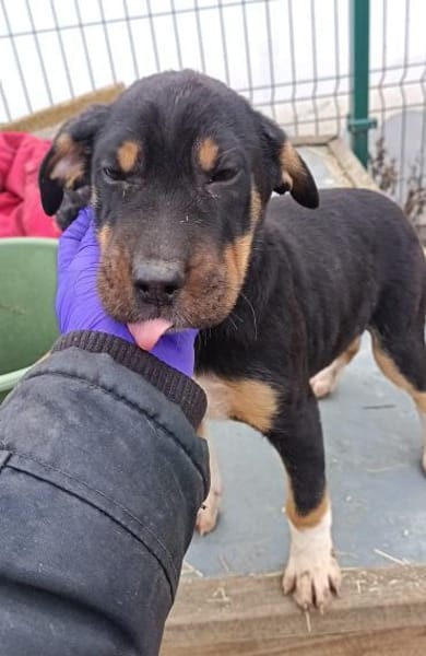 Ranci wurde im Karton ausgesetzt