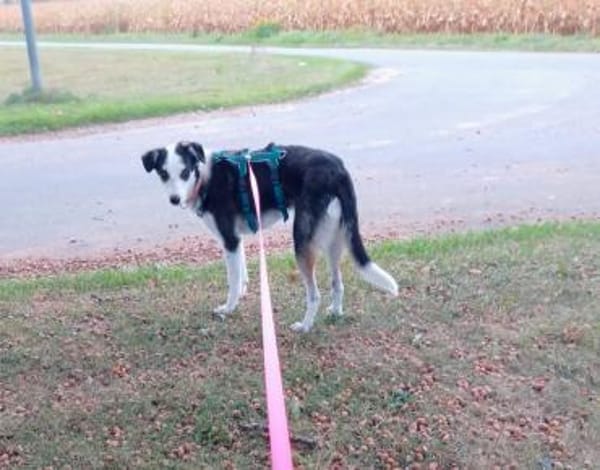 Jule hat ihr Zuhause verloren