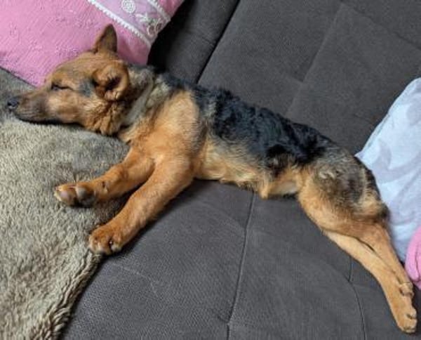 Kleine Saba möchte dein Herz erobern