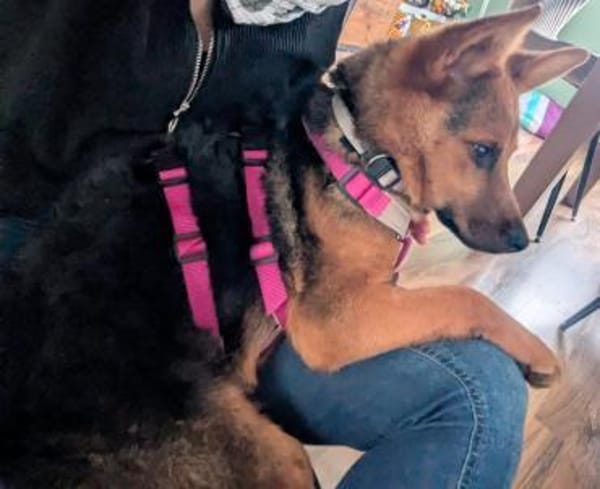 Kleine Saba möchte dein Herz erobern