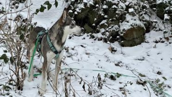 Lieber, junger Husky Mix Rüde