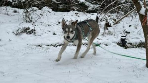 Lieber, junger Husky Mix Rüde