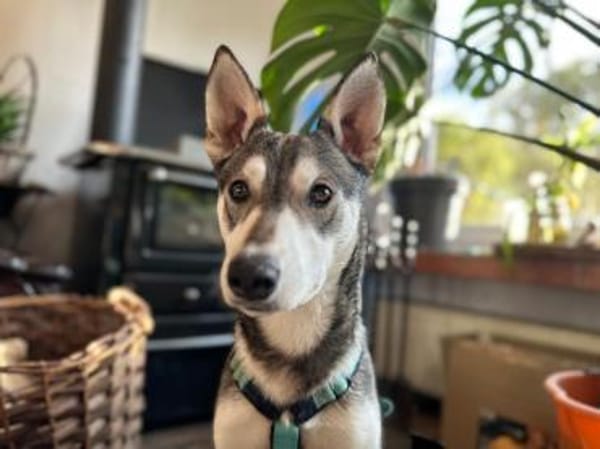 Lieber, junger Husky Mix Rüde