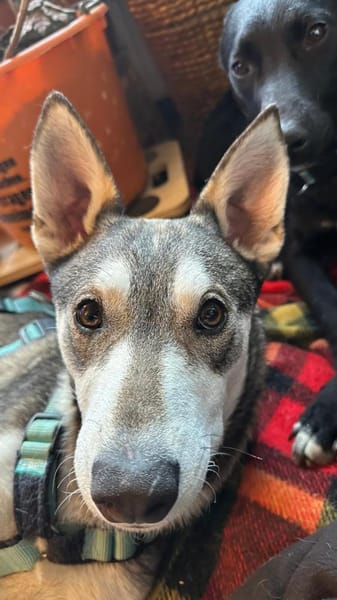 Lieber, junger Husky Mix Rüde