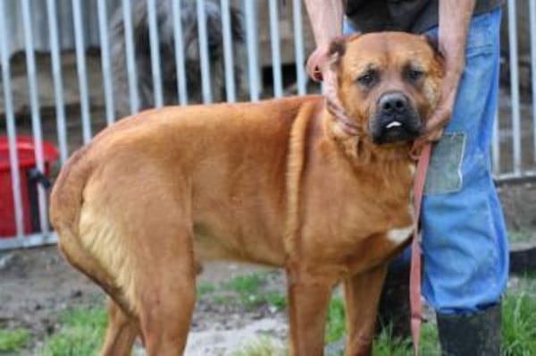 Bruno - kinderlieber Familienhund