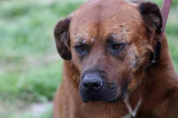 Bruno - kinderlieber Familienhund
