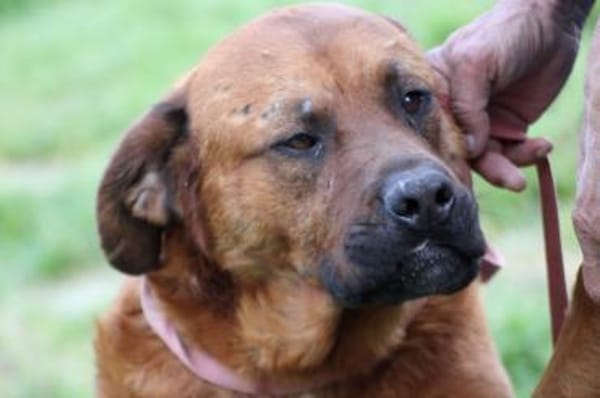 Bruno - kinderlieber Familienhund