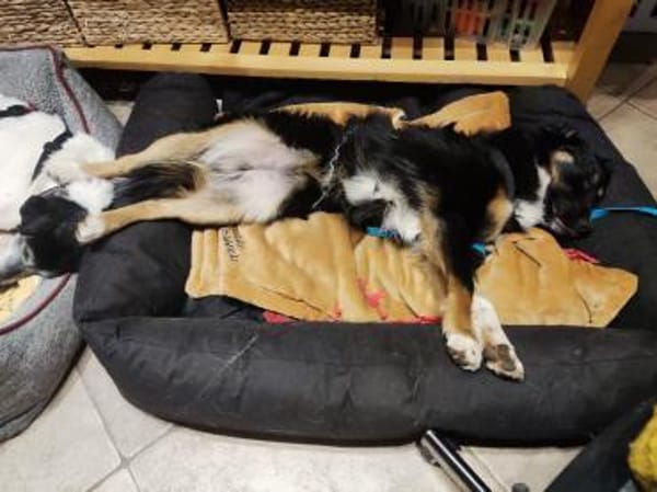 PAMMIE  * aktive Alltagbegleitung in spe