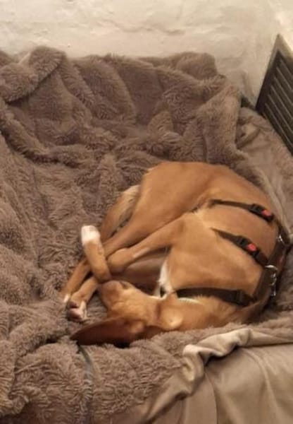 Kira12 sucht ein Zuhause