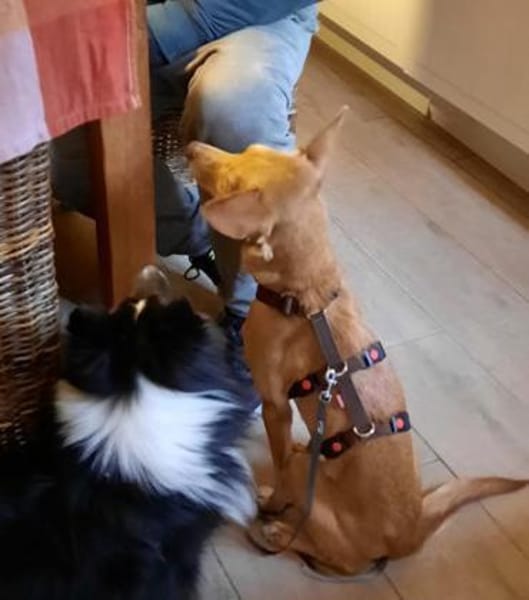 Kira12 sucht ein Zuhause