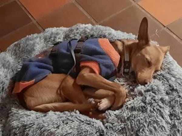 Kira12 sucht ein Zuhause