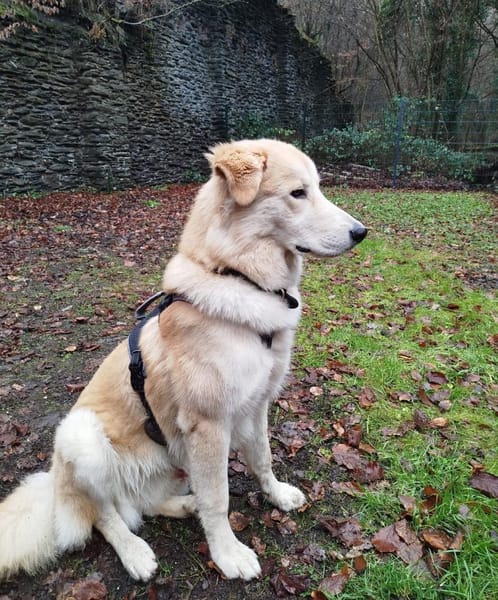 Buddy sucht seine Trainingspartner