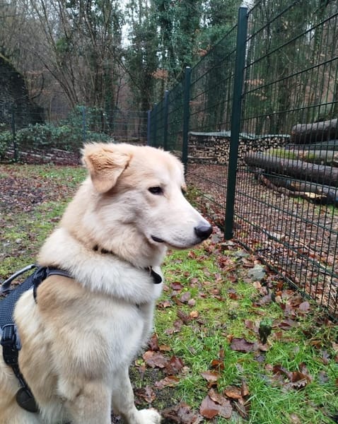 Buddy sucht seine Trainingspartner