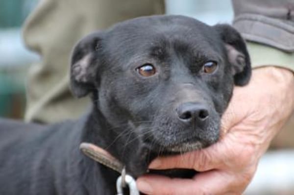 Bonni - kinderlieb u. sehr verspielt