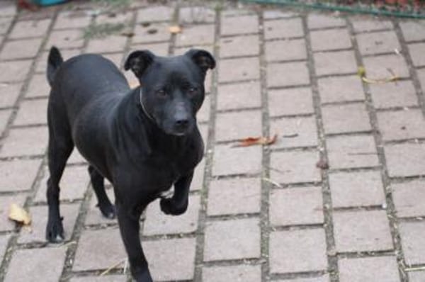 Bonni - kinderlieb u. sehr verspielt