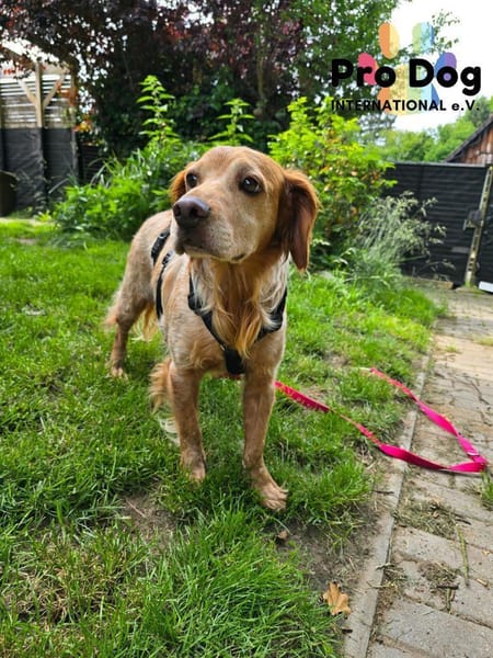 Skipper auf Pflegestelle