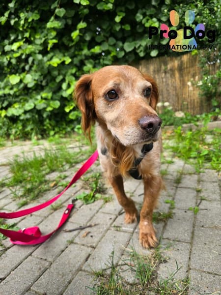 Skipper auf Pflegestelle