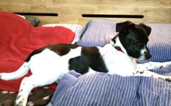 Süße Sharie sucht ihr Heimatkörbchen