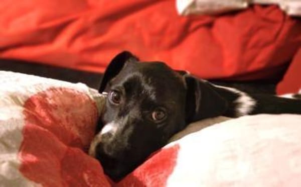 Süße Sharie sucht ihr Heimatkörbchen