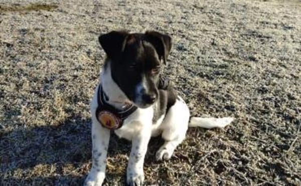 Süße Sharie sucht ihr Heimatkörbchen