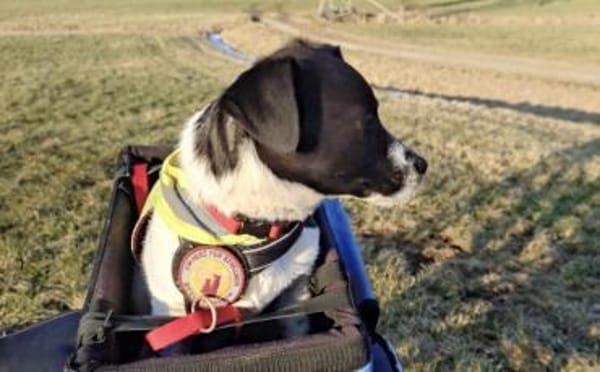 Süße Sharie sucht ihr Heimatkörbchen