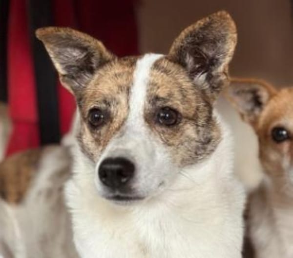 tapfere Riley such ihr Glück