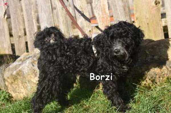 BORZI