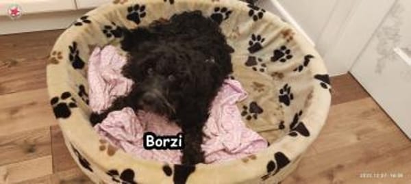 BORZI