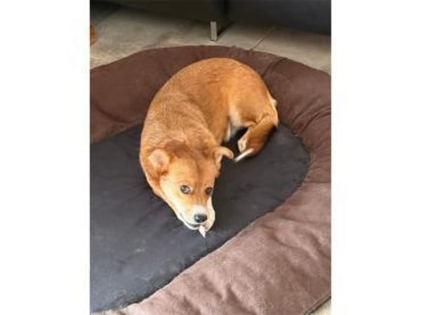 Julia - wartet in 76857 Albersweiler